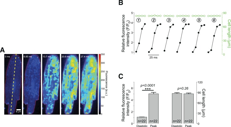 Figure 1—figure supplement 3.