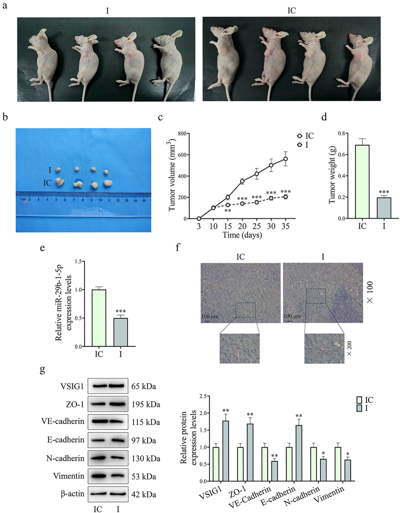 Figure 11.