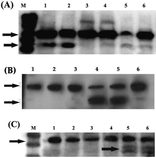 FIG. 9.