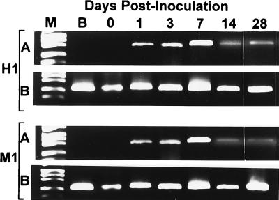 FIG. 1