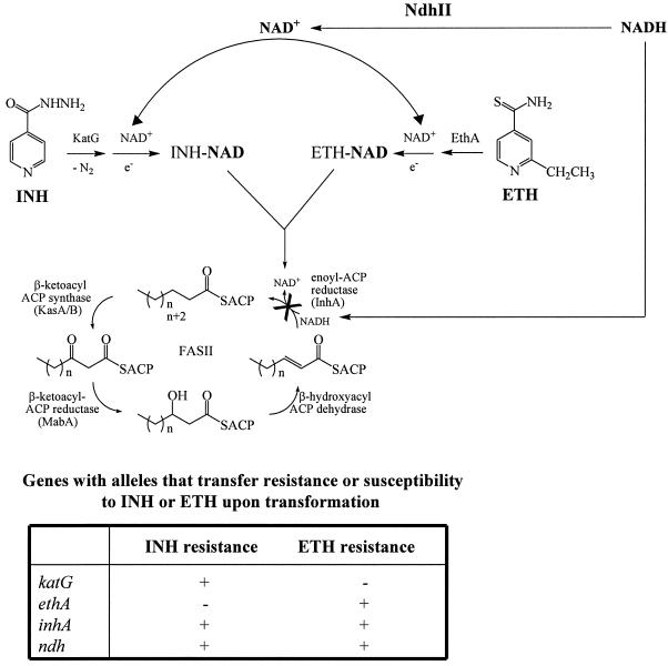 FIG. 9.