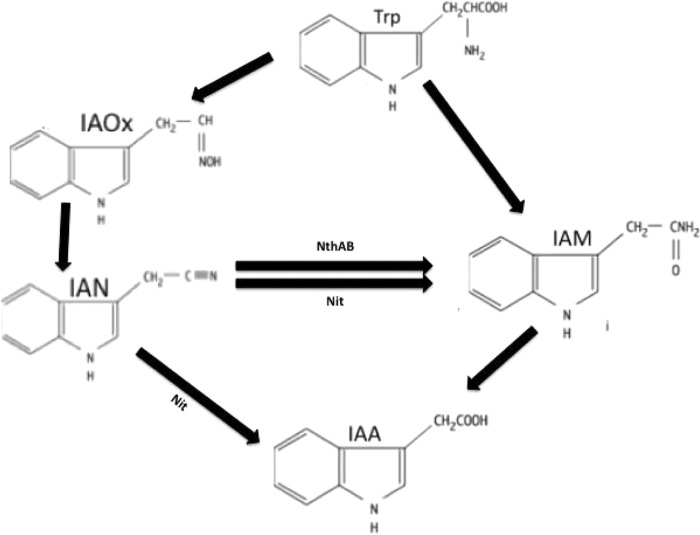 FIG 1