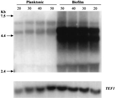 FIG. 7