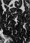 Fig. 2.
