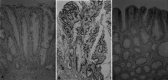 Fig. 6A–C.