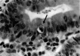 Fig. 3.
