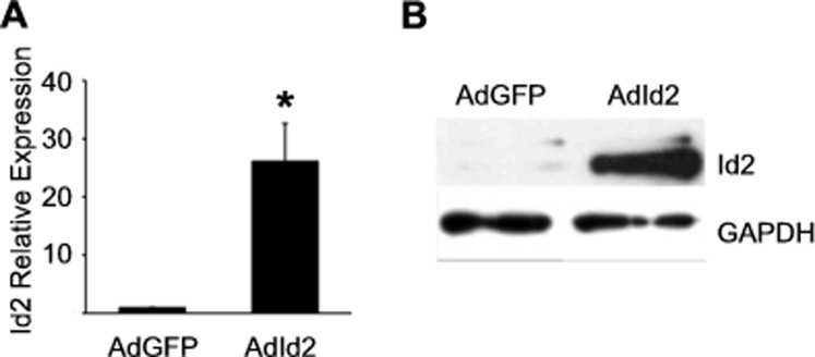 Supplemental Figure S1