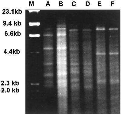 FIG. 5