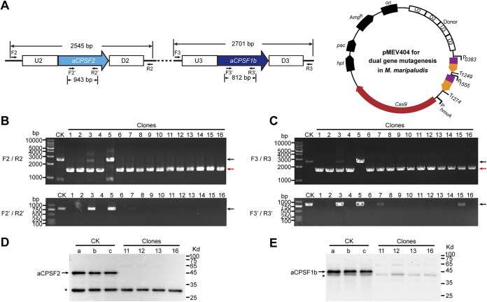 FIG 2