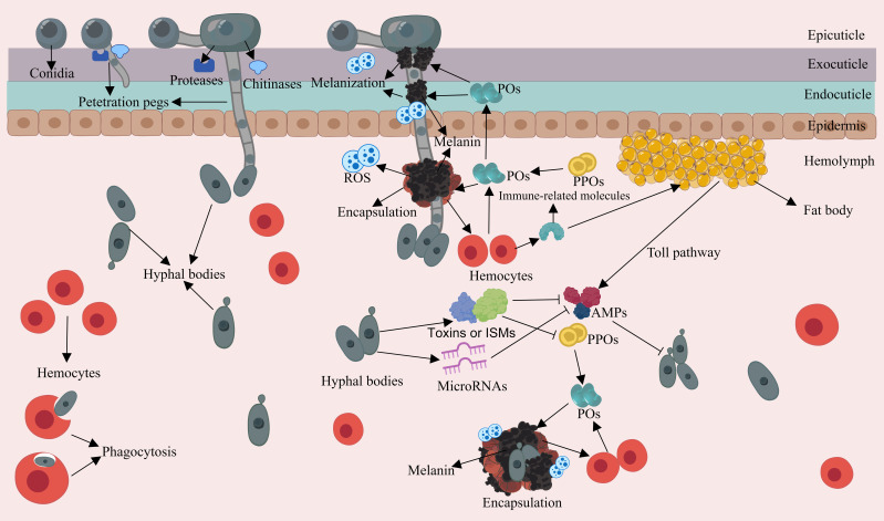 Figure 2