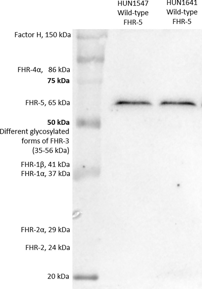 Figure 1