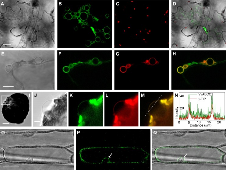 Figure 3.