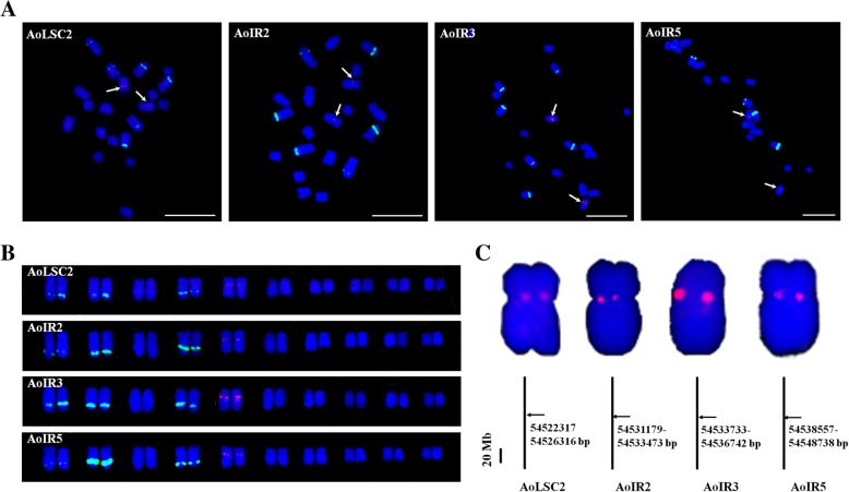 Fig. 9