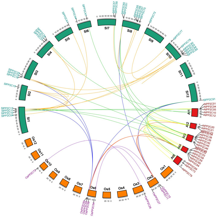 Genome-Wide Analysis of the Protein Phosphatase 2C Genes in Tomato - PMC