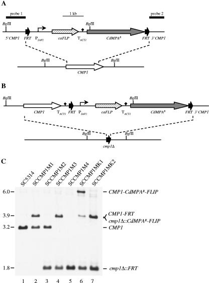 FIG. 1.