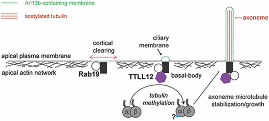 graphic file with name 44319_2023_5_Figa_HTML.jpg