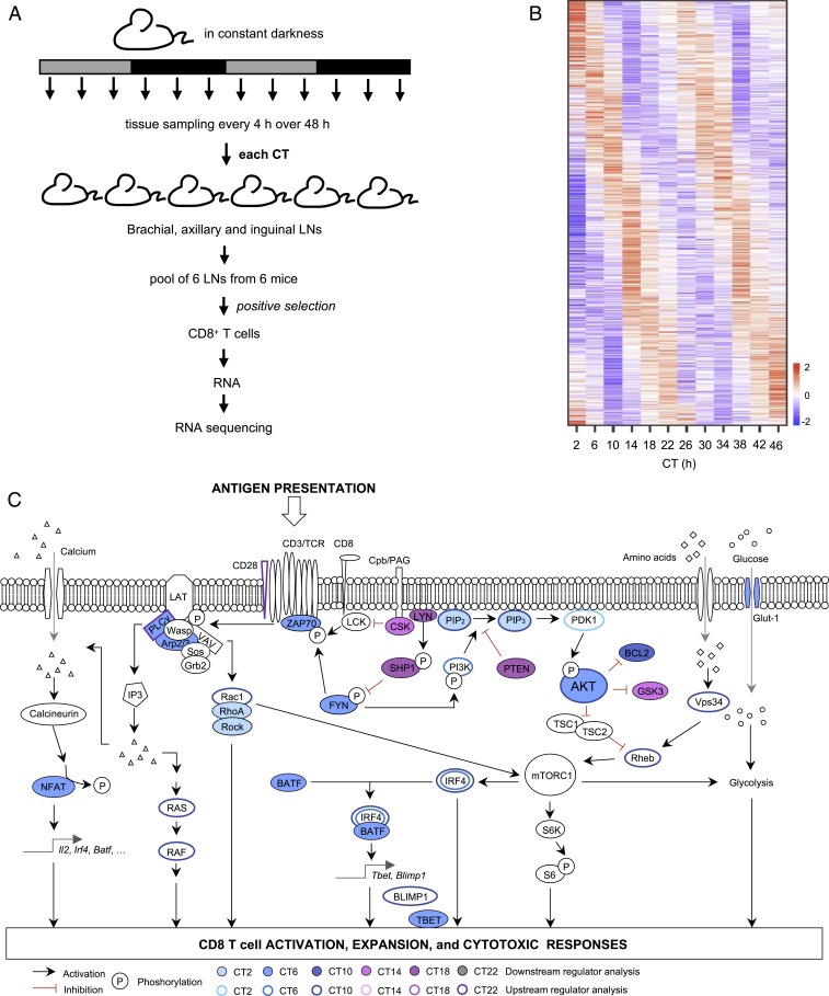 Fig. 4.