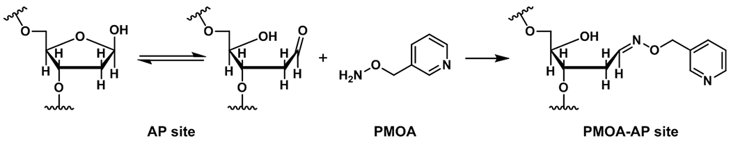 Scheme 1.