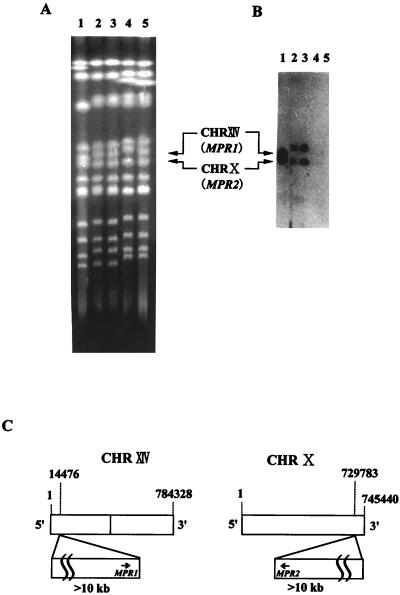 FIG. 5