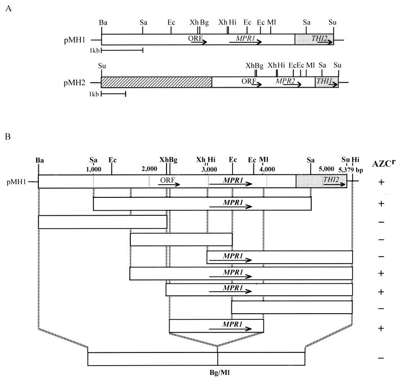 FIG. 1