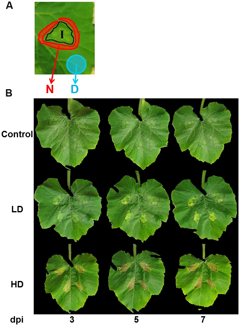 FIGURE 1