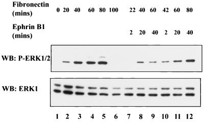 FIG. 8