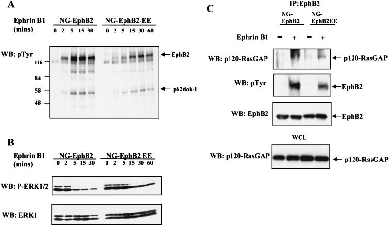 FIG. 5