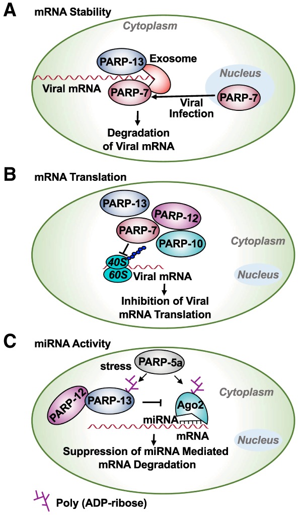 Figure 10.