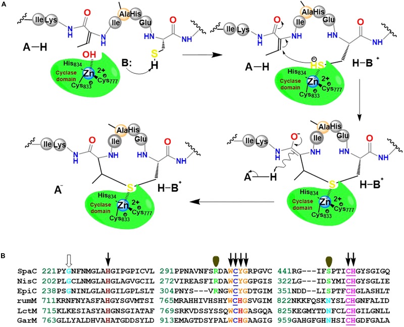 FIGURE 11