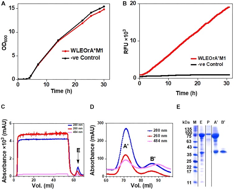 FIGURE 4