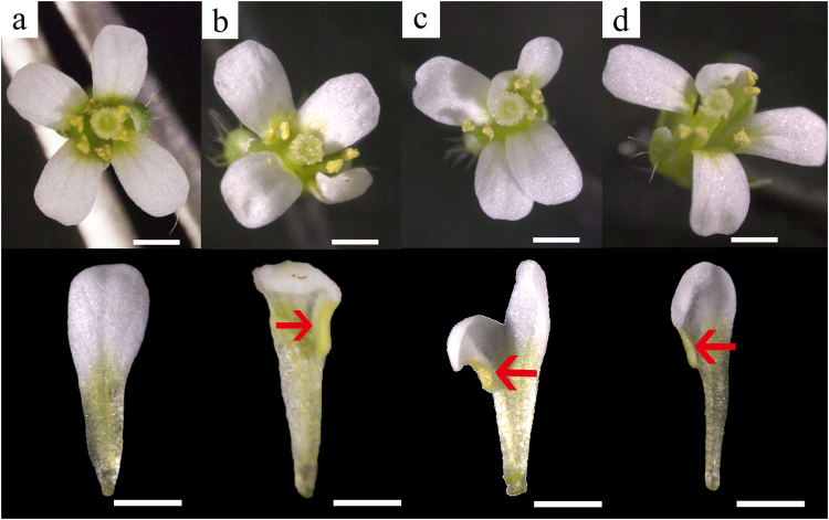 Fig. 8