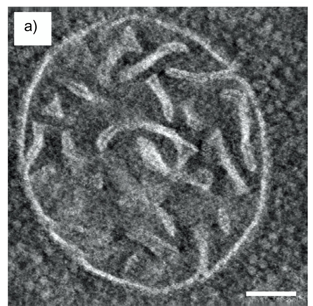 Fig. 17