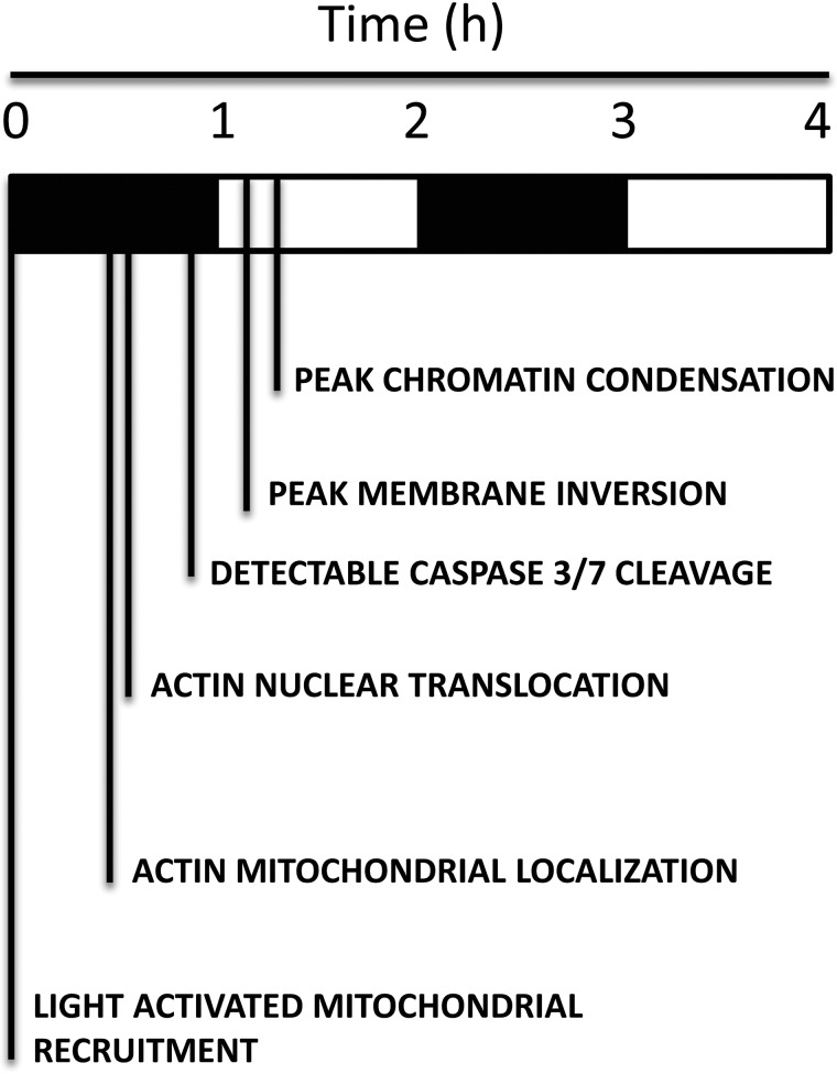 SCHEME 1.