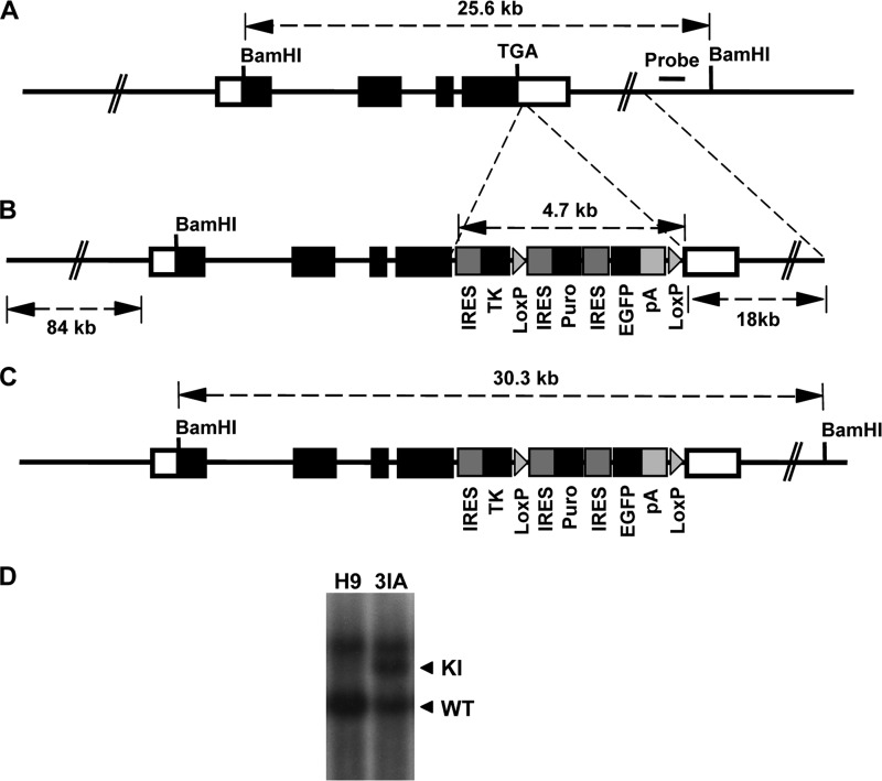 FIGURE 1.