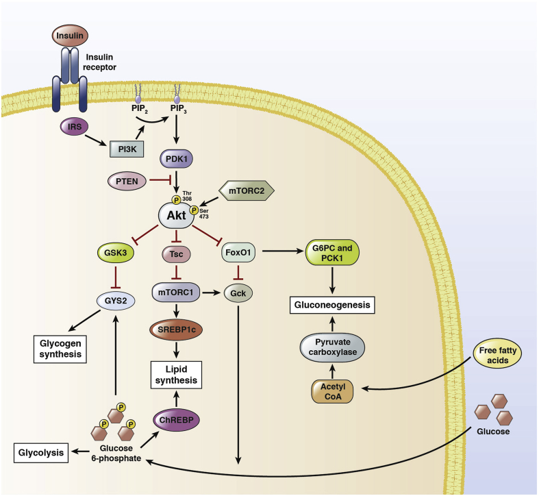 Figure 1