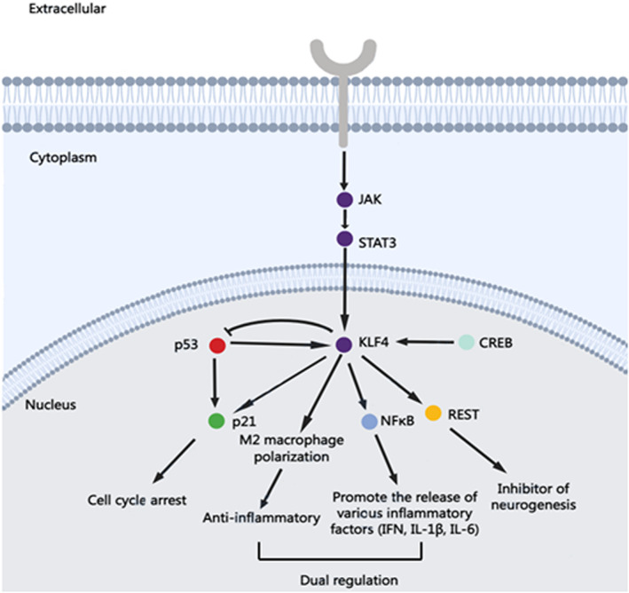 FIGURE 3