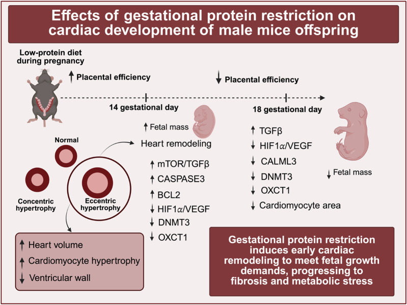 Diagram illustrating the effects of gestational protein restriction on cardiac development in male mice offspring. A low-protein diet during pregnancy increases placental efficiency at 14 gestational days, leading to higher fetal mass and heart remodeling with increased heart volume and eccentric hypertrophy. By 18 gestational days, reduced placental efficiency decreases fetal mass. Key proteins affected include mTOR/TGFβ, CASPASE3, BCL2, HIF1α/VEGF, DNMT3, and OXCT1. The process induces cardiac remodeling to address fetal growth demands, progressing to fibrosis and metabolic stress.