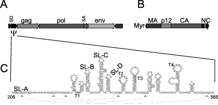 FIG. 1.