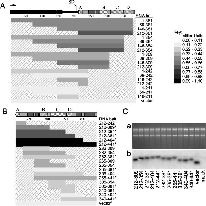 RNA Sequences in the Moloney Murine Leukemia Virus Genome Bound by the ...