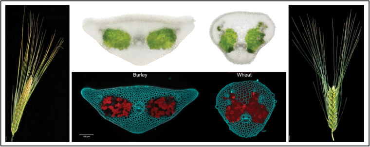 graphic file with name exbotj_erw140_f0001.jpg