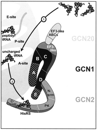 FIG. 2.