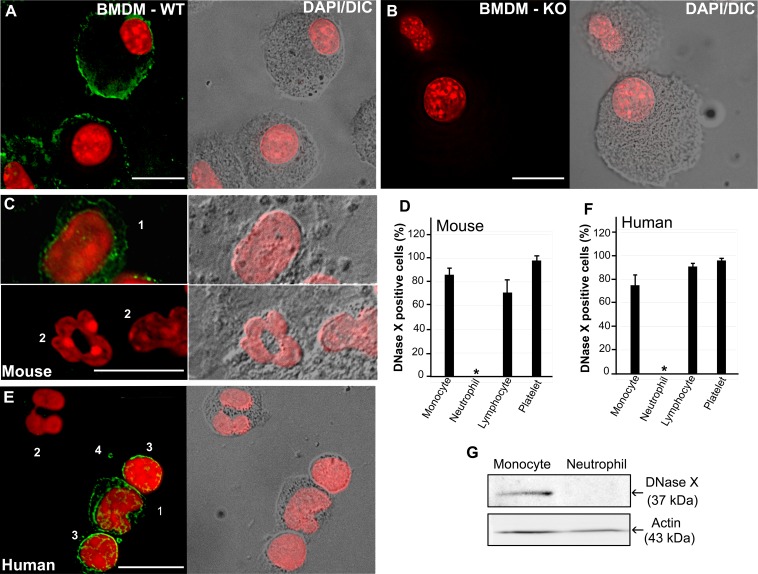 FIG 6 