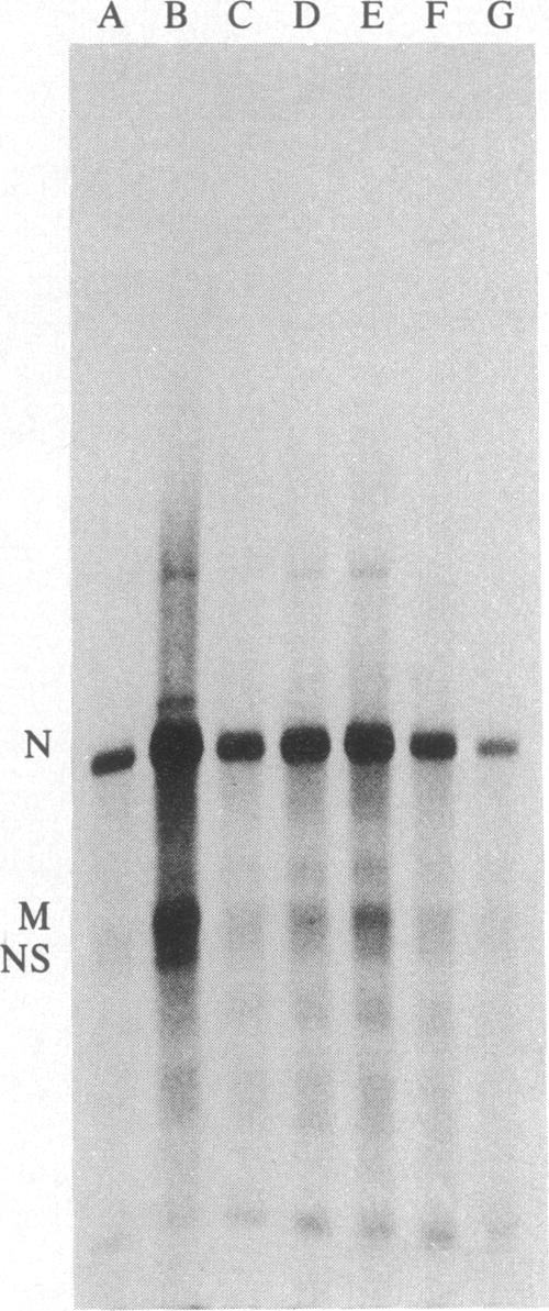 graphic file with name pnas00319-0062-a.jpg