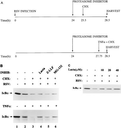 FIG. 6