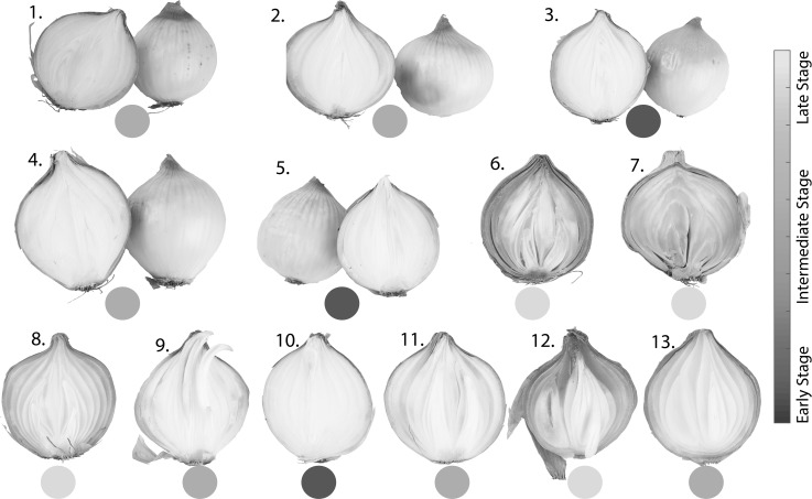 Fig. 2