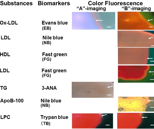 Fig. 2.