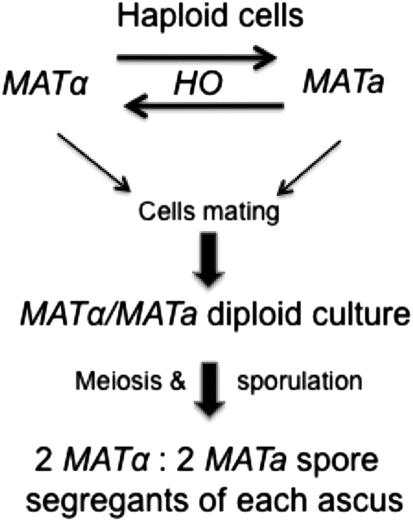 Figure 1.—