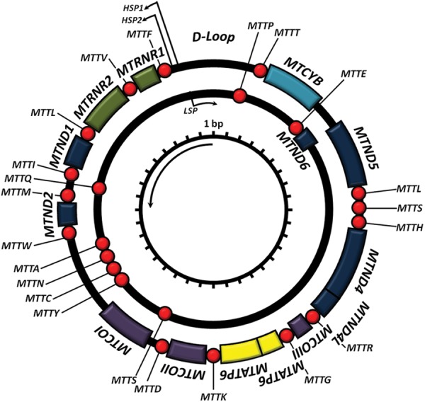 Fig. 1