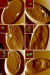 Fig. 4