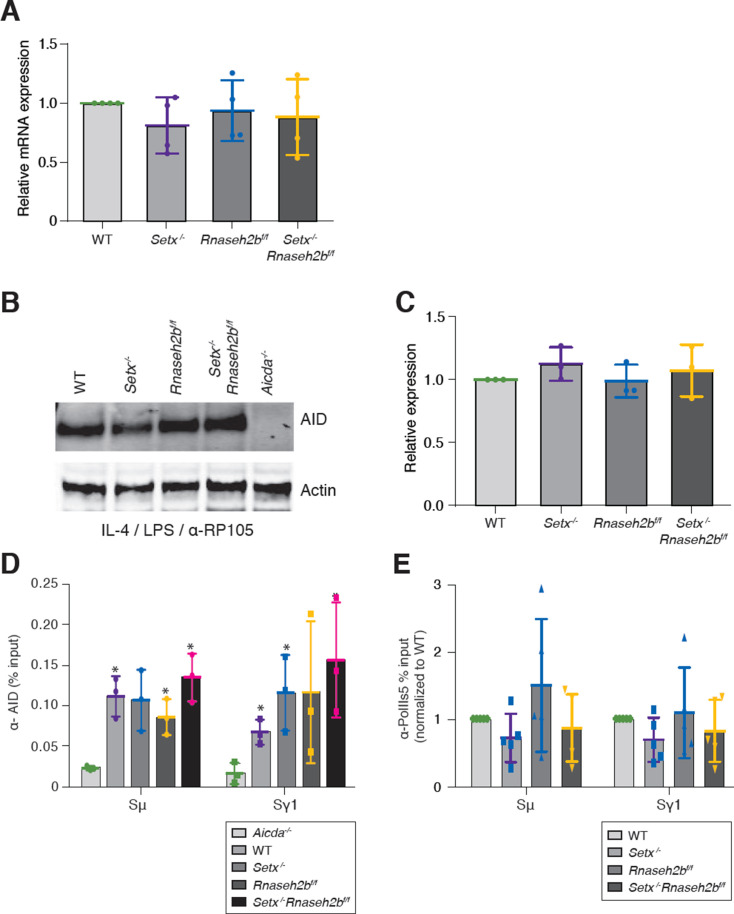 Figure 5—figure supplement 1.